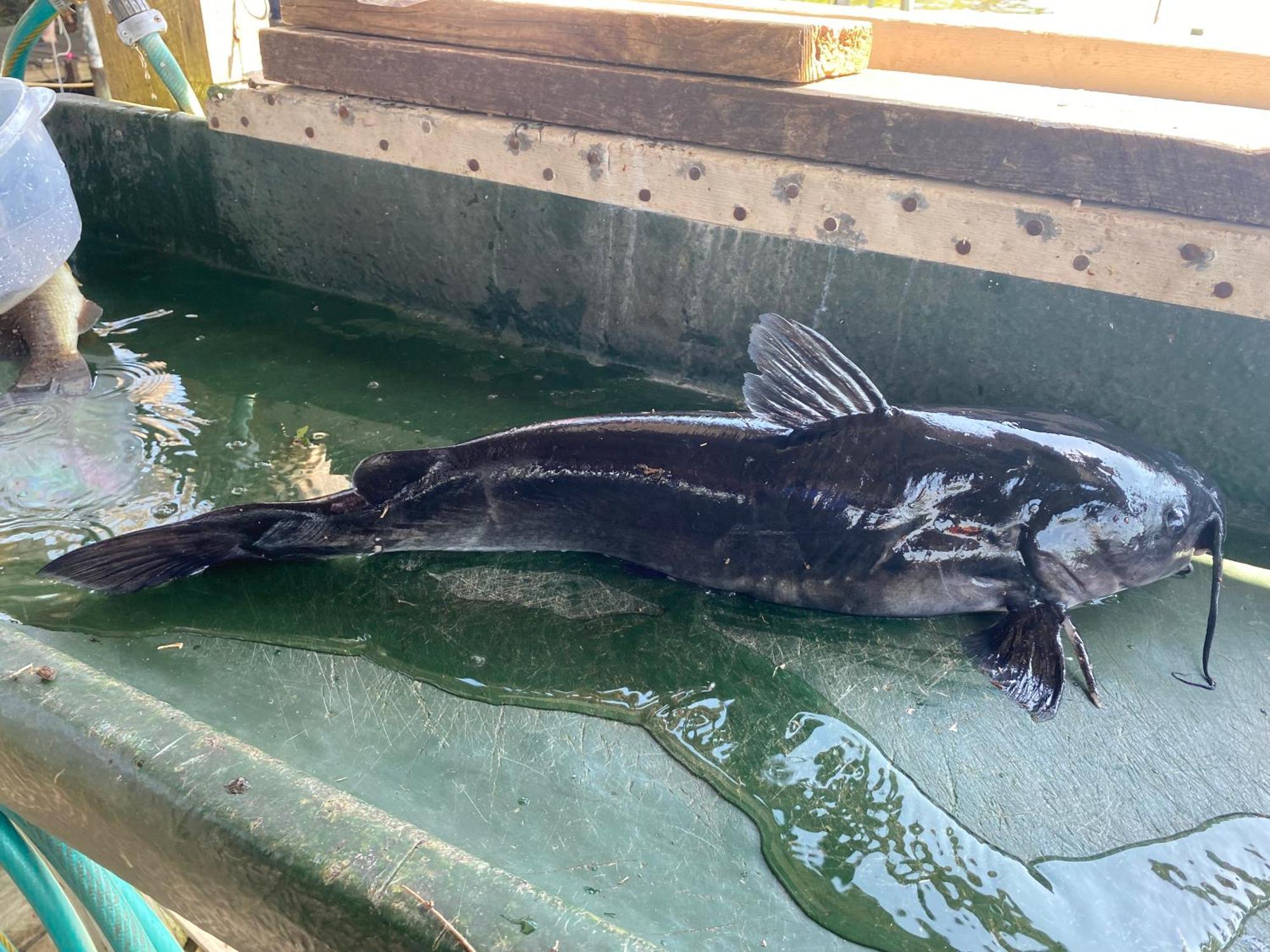 Stegbone'S Fish Camp And Resort Satsuma ภายนอก รูปภาพ